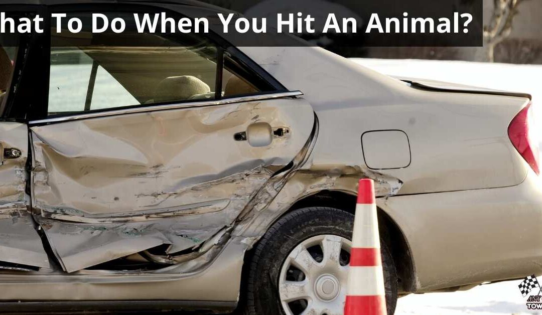 What To Do When You Hit An Animal