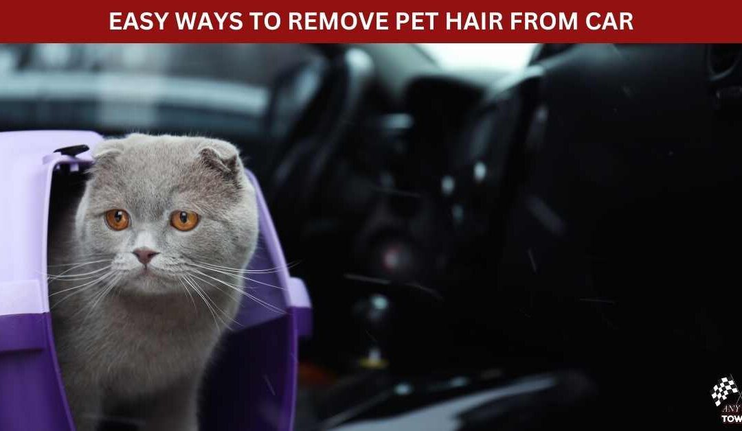 EASY WAYS TO REMOVE PET HAIR FROM CAR